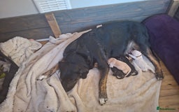 Mixed Breed dogs for sale: 9 f1 border retreiver pups  - Image 4