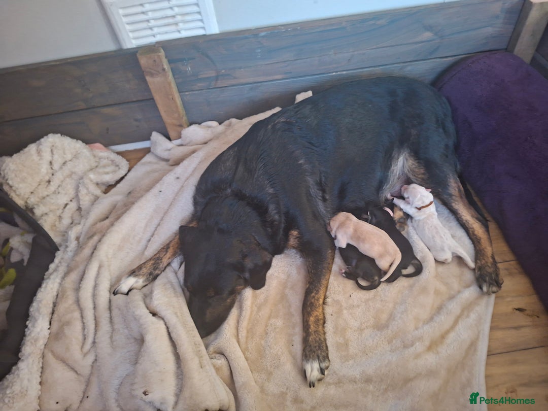 Mixed Breed dogs for sale: 9 f1 border retreiver pups  - Image 4