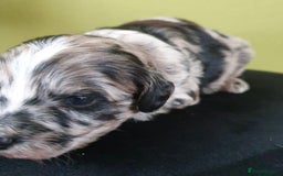 Cockapoo dogs for sale: Adorable Cockapoo puppies ready for reservation  - Image 11