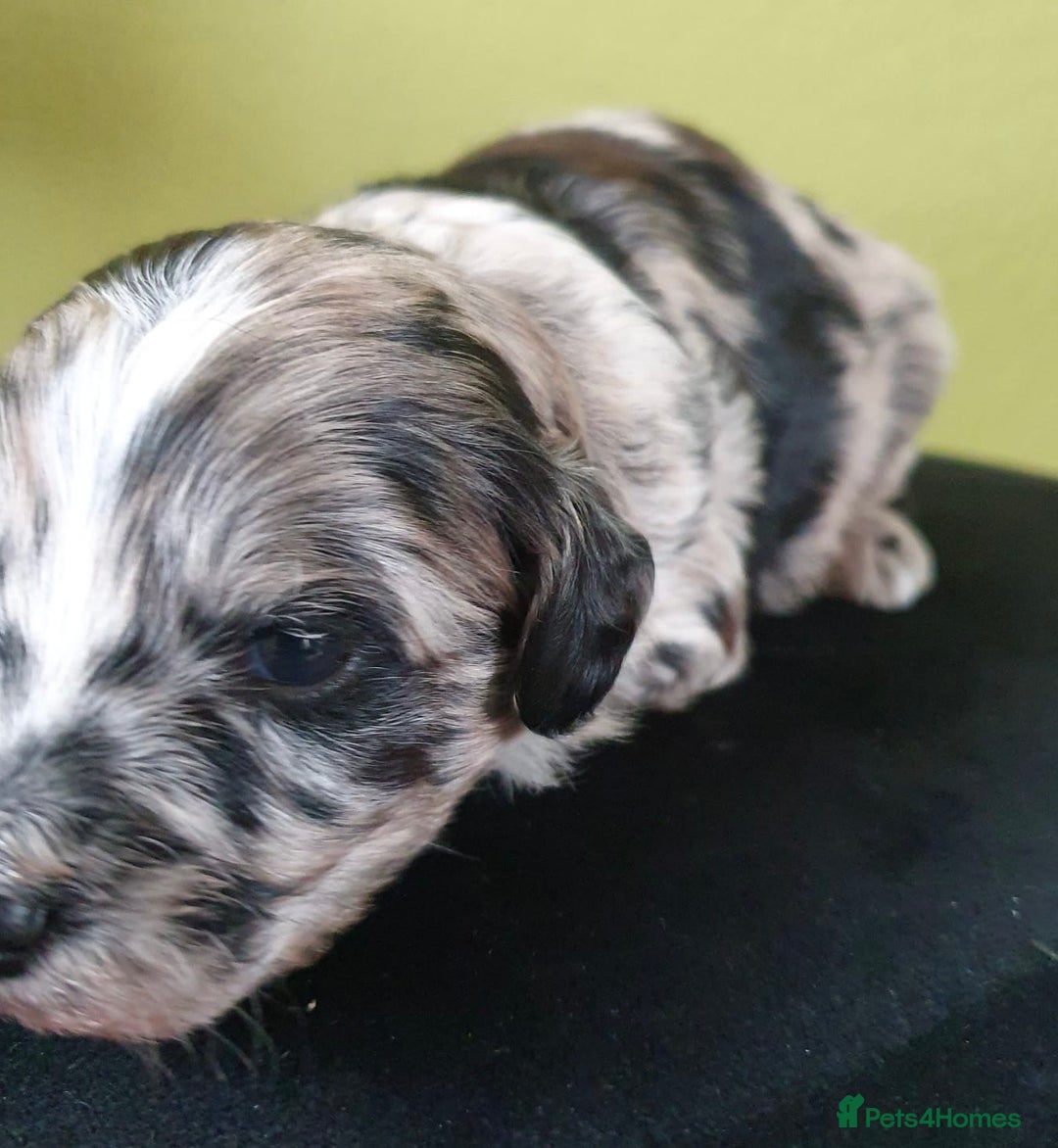 Cockapoo dogs for sale: Adorable Cockapoo puppies ready for reservation  - Image 11