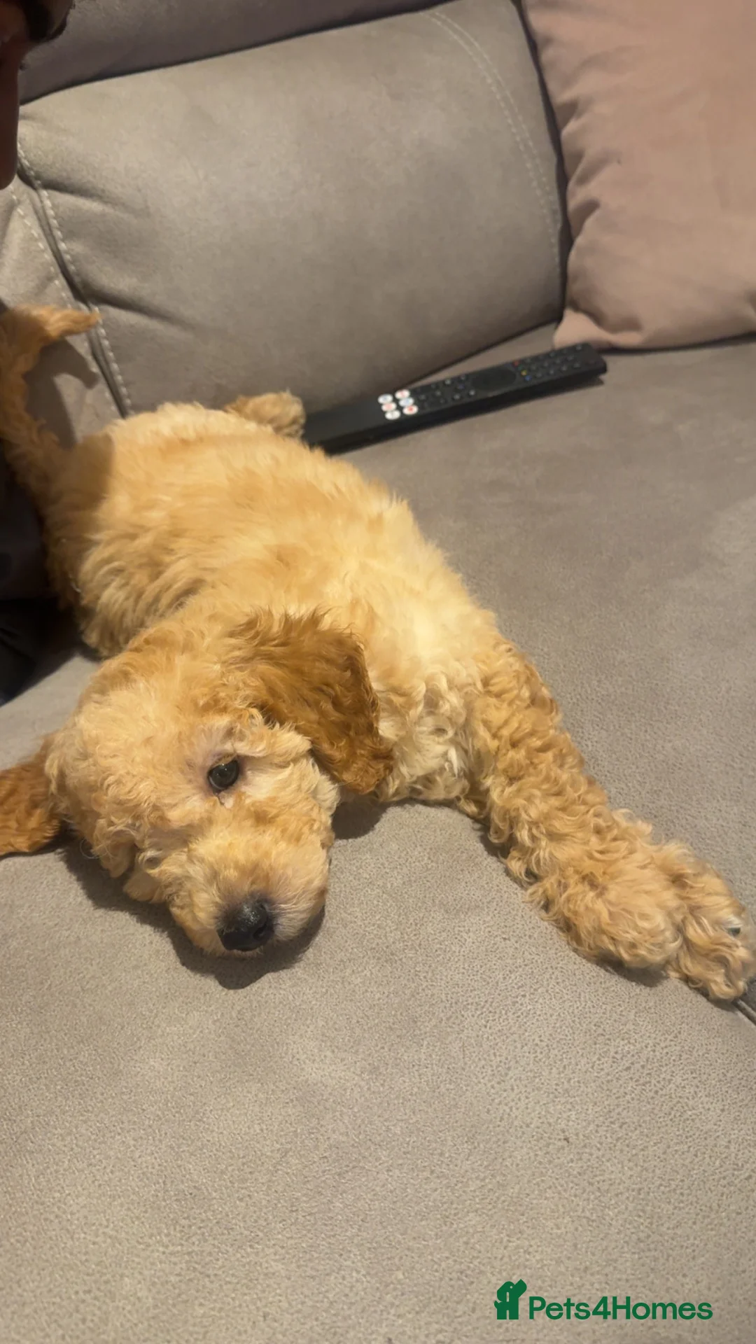 Toy Poodle dogs for sale: Toy poodle  - Advert 2
