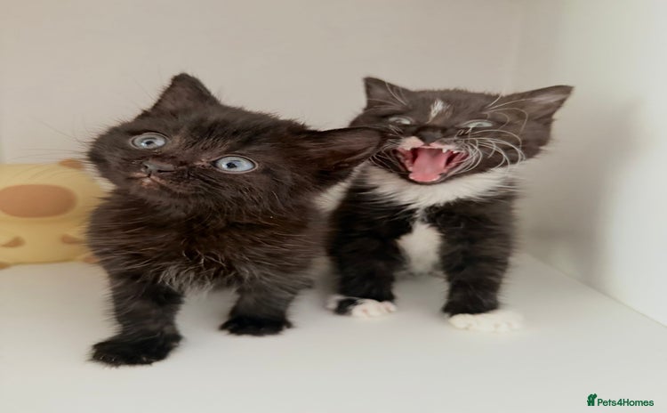 Mixed Breed cats - Advert 8