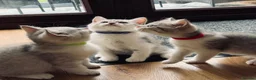 British Shorthair cats for sale: British shorthair kittens - Advert 15
