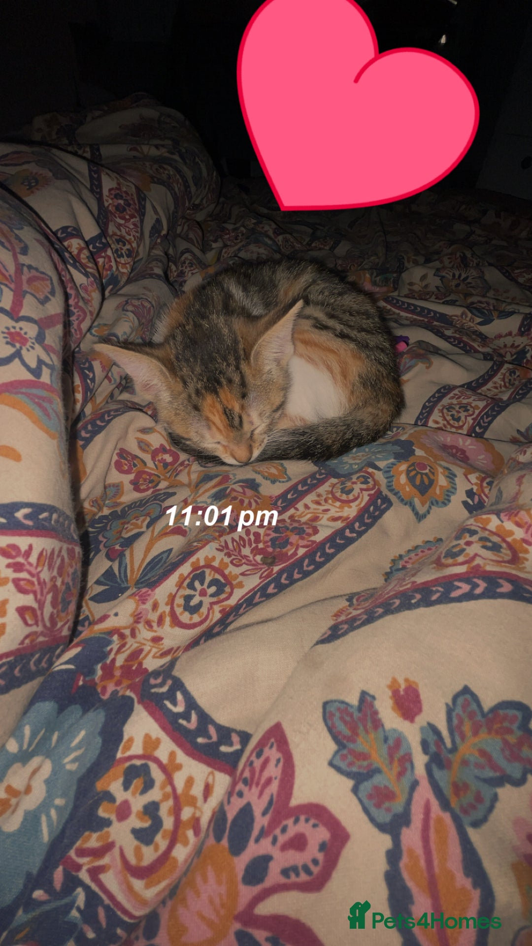 Domestic Shorthair cats for sale: Homing - Image 2