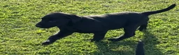 Labrador Retriever dogs for sale: Mr stephen jones in Aylesbury - Advert 13