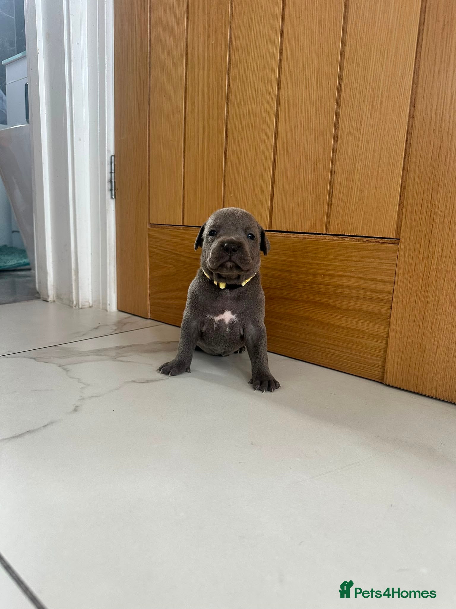 Staffordshire Bull Terrier dogs Staff puppies  - Advert 2