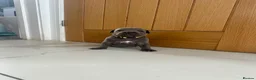 Staffordshire Bull Terrier dogs for sale: Staff puppies  - Advert 4