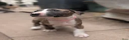 English Bull Terrier dogs for sale: Working and Sporting English Bull Terriers  - Advert 6