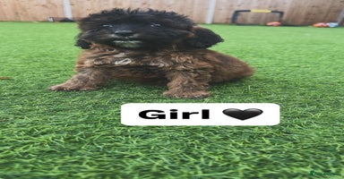Cockapoo dogs - Advert 3