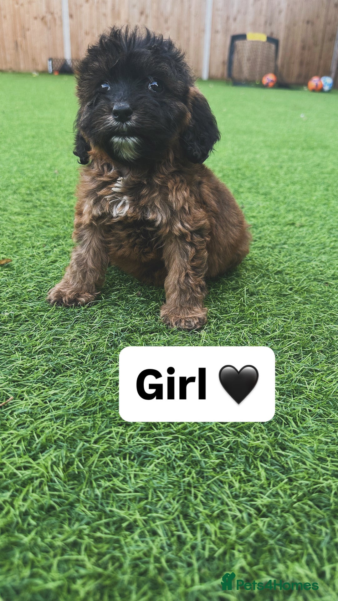 Cockapoo dogs for sale: 1 female cockapoo puppy available 🐶  - Image 2