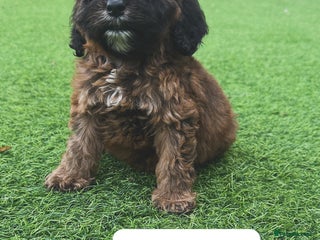 Cockapoo dogs - Advert 12