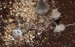 Mouse rodents for sale: Mixture of Fancy Mice For Sale  - Image 3