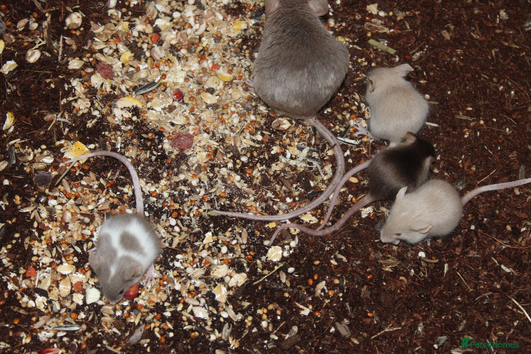 Mouse rodents for sale: Mixture of Fancy Mice For Sale  - Image 3