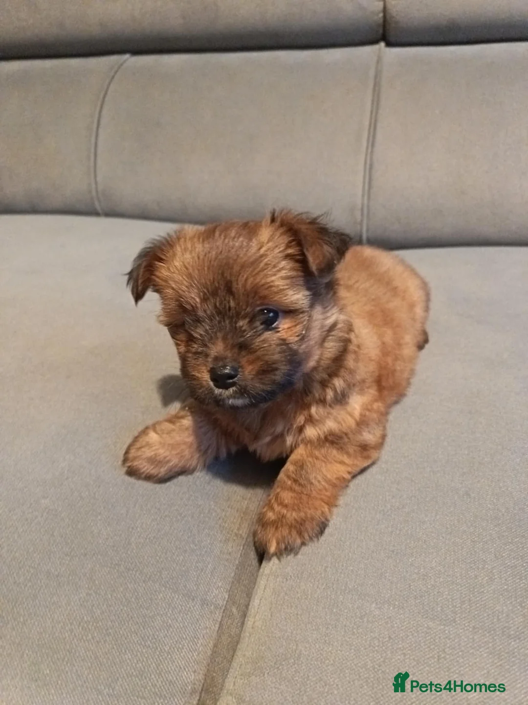 Mixed Breed dogs for sale: 3 Mixed breed puppies  - Advert 12