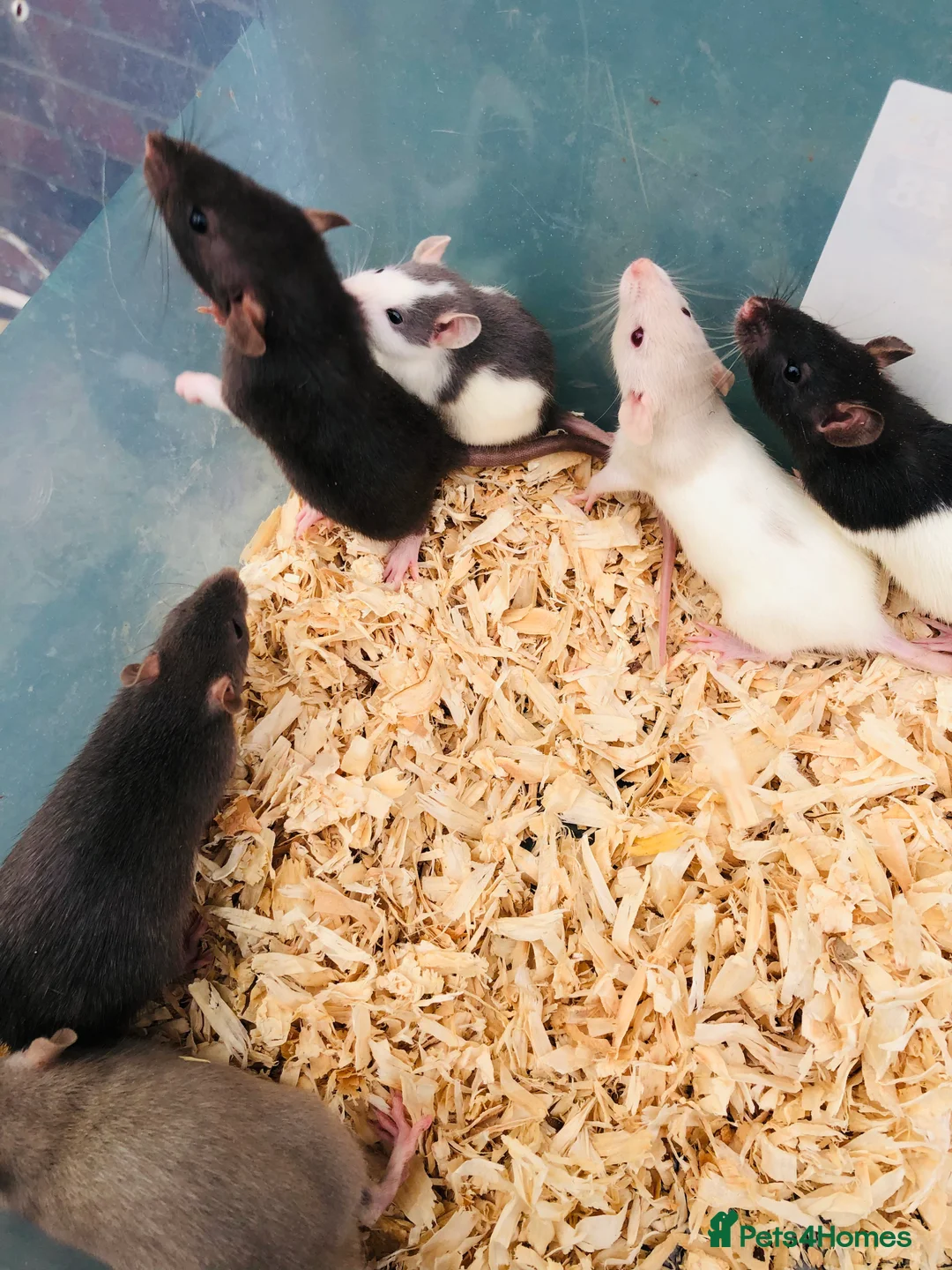Rat rodents for sale: Rats for sale - Advert 5