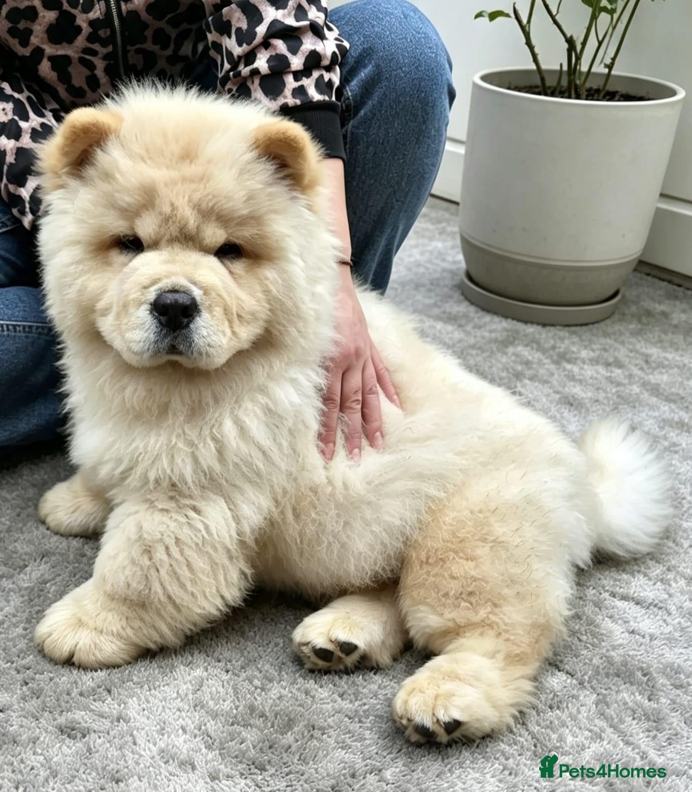 Chow Chow dogs KC registered chow chow male puppy Exceptional boy - Advert 4
