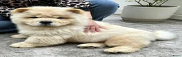 Chow Chow dogs for sale: KC registered chow chow male puppy Exceptional boy - Advert 1