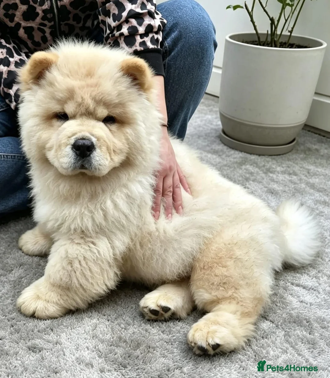 Chow Chow dogs for sale: KC registered chow chow male puppy Exceptional boy - Advert 1