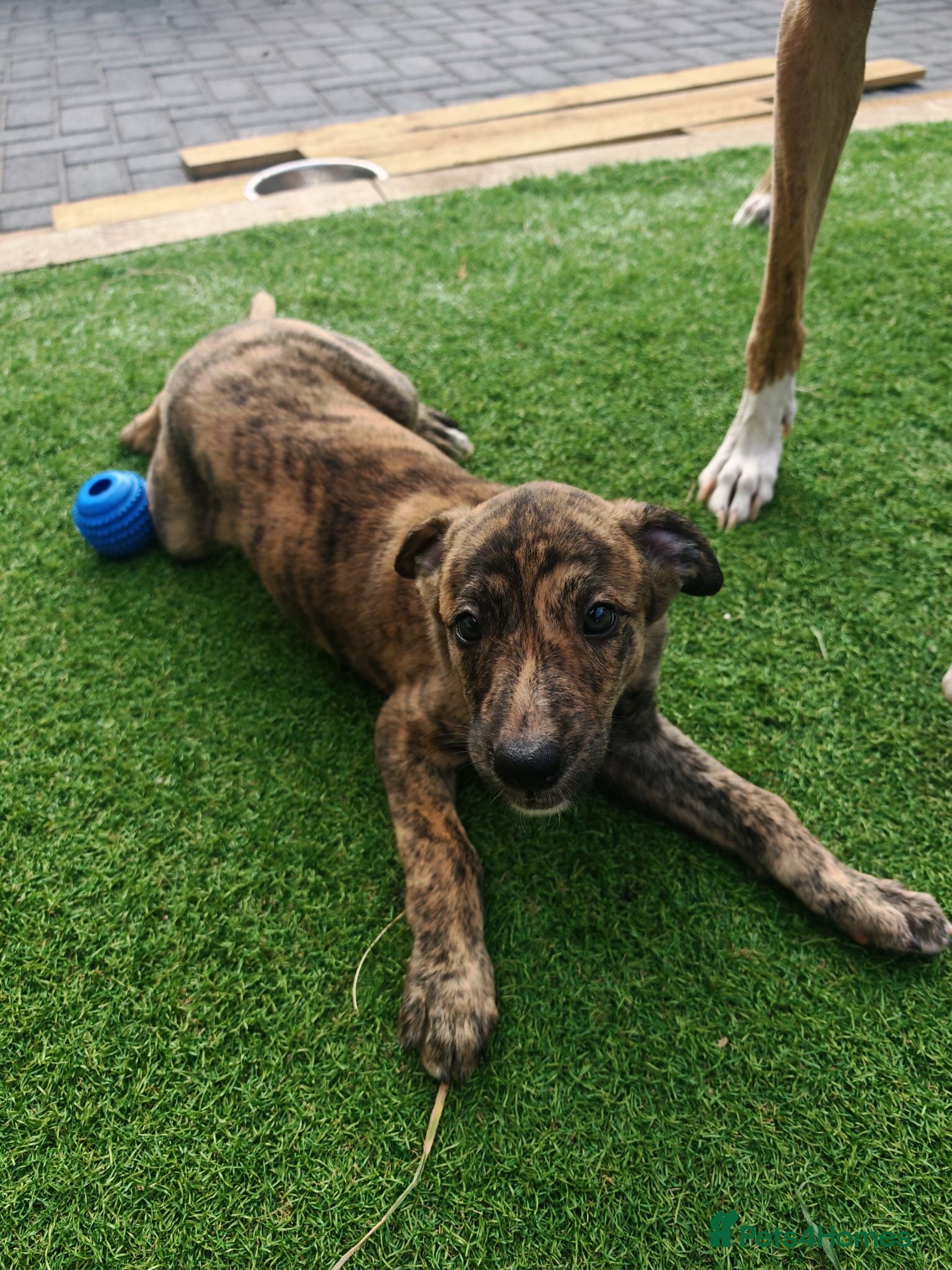 Lurcher dogs Stunning lurcher puppies ready to leave now!  - Advert 2
