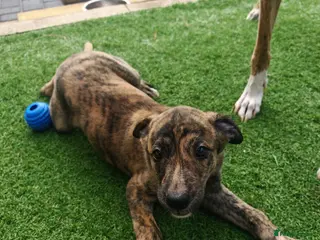 Lurcher dogs Lurcher puppies ready to leave now! - Advert 4