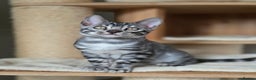 Bengal cats for sale: Gorgeous Silver and Charcoal Bengals  - Advert 13