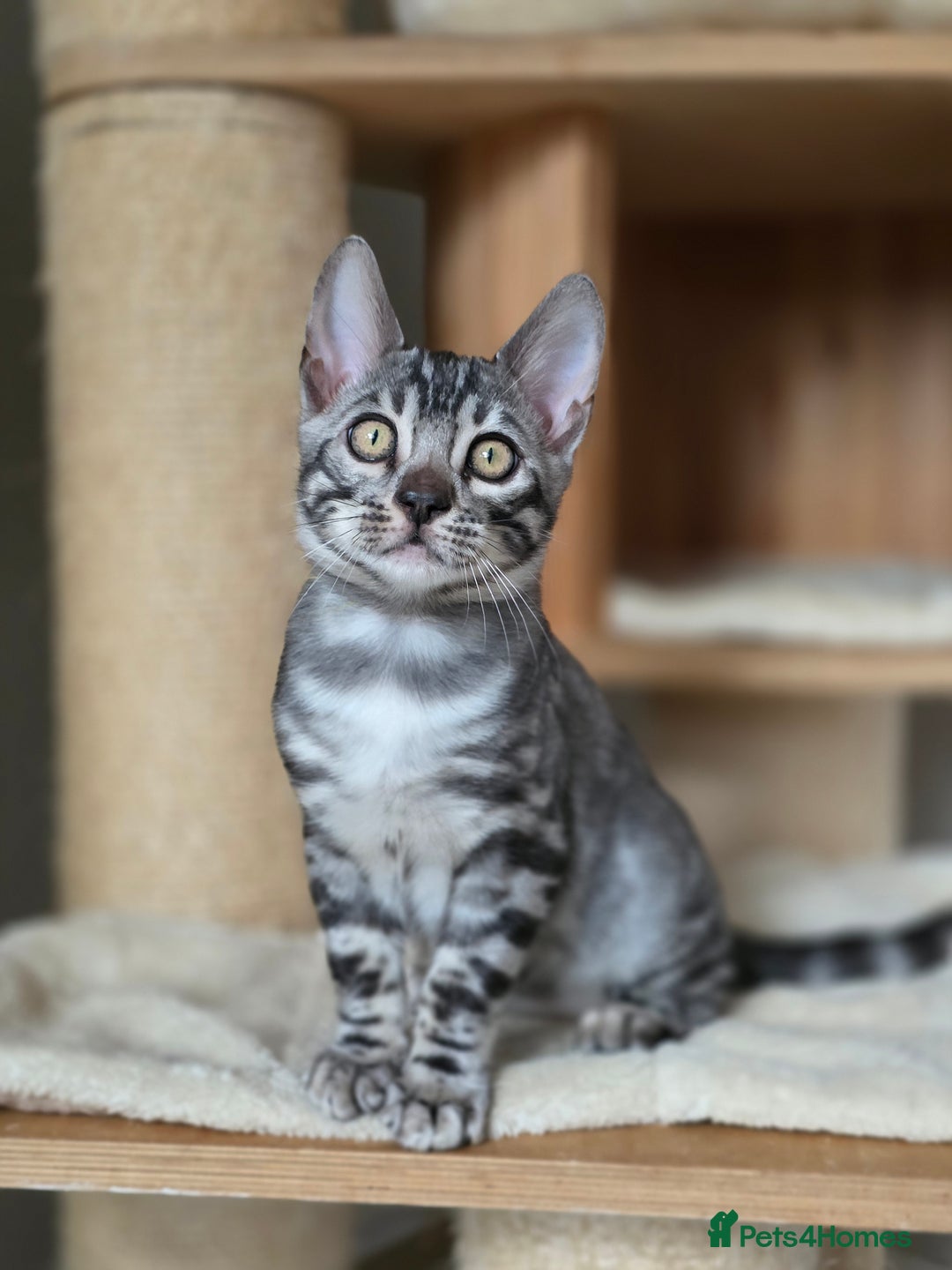 Bengal cats for sale: Gorgeous Silver and Charcoal Bengals  - Advert 13