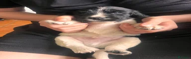Troy, Cocker Spaniel 2