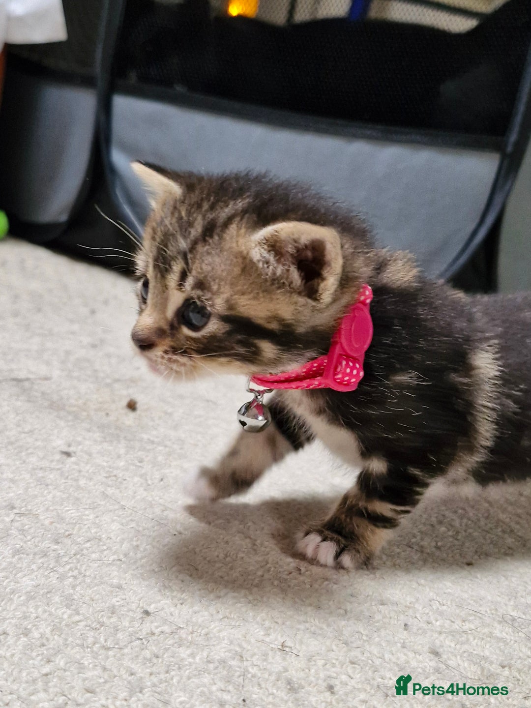 British Shorthair cats for sale: Mixed breed shorthair kittens. 1 m 1 f available - Image 7
