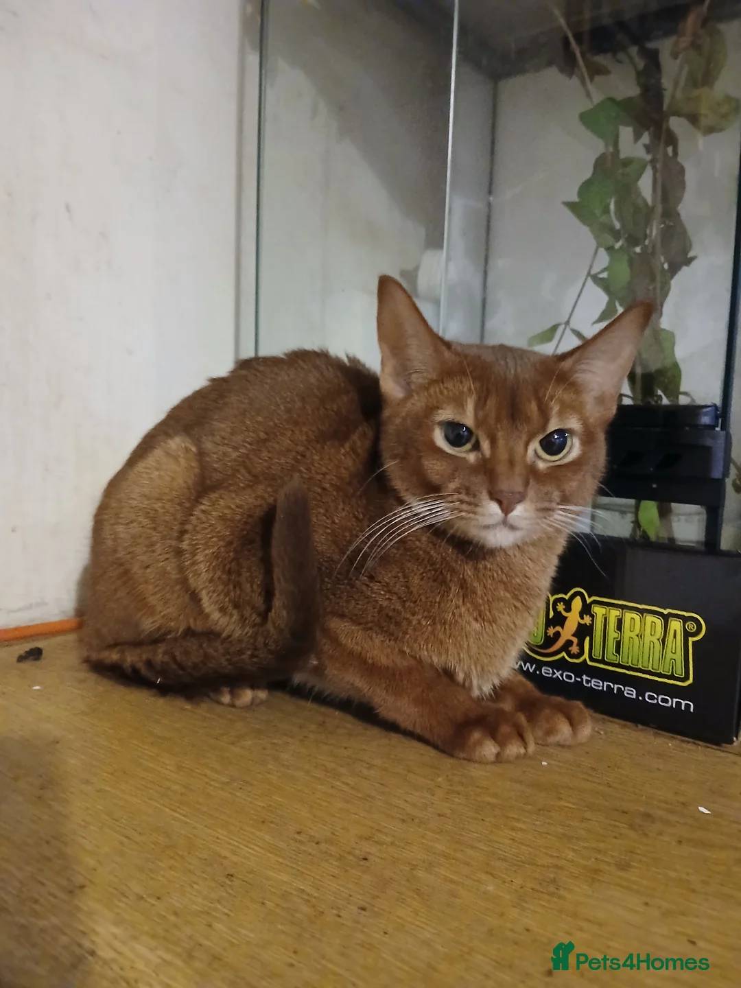 Abyssinian cats for sale: Comet and Isla - Advert 2