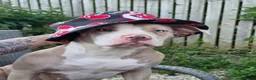 Mixed Breed dogs for sale: Staffy x American bulldog  - Advert 6