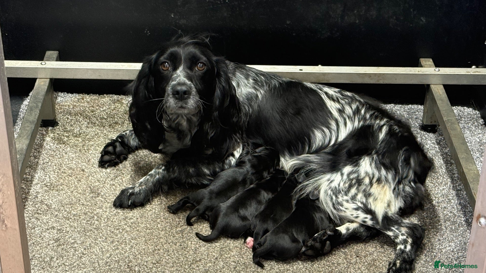 Cocker Spaniel dogs WORKING COCKER SPANIEL PUPS - KC REG - Advert 1