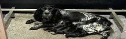Cocker Spaniel dogs for sale: WORKING COCKER SPANIEL PUPS - KC REG in Houghton le Spring - Advert 1
