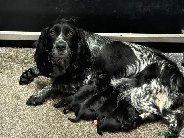 Cocker Spaniel dogs for sale: WORKING COCKER SPANIEL PUPS - KC REG - Advert 17