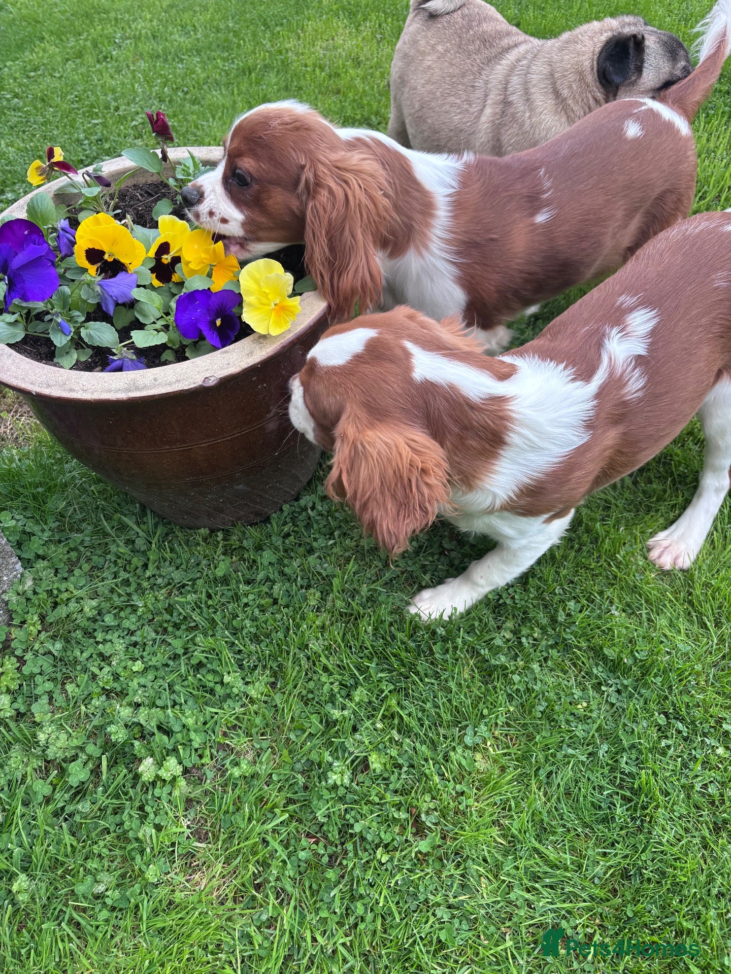 Cavalier King Charles Spaniel dogs Gorgeous chunky little puppies READY now - Advert 2