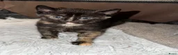 Mixed Breed cats for sale: 3 Adorable Litter Trained Kittens  - Advert 7