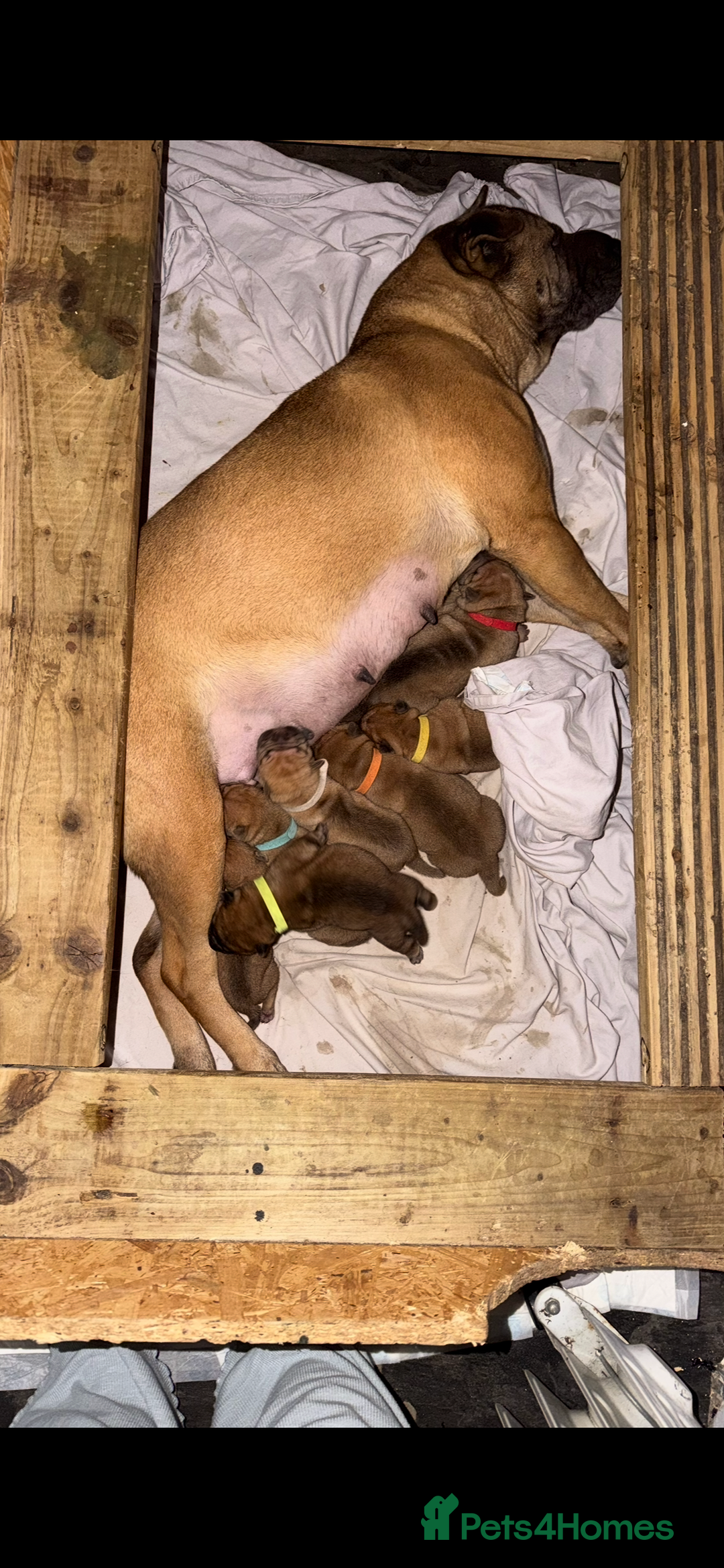 Shar Pei dogs for sale: 2 baby’s left… 1 boy & 1 girl left  - Advert 8
