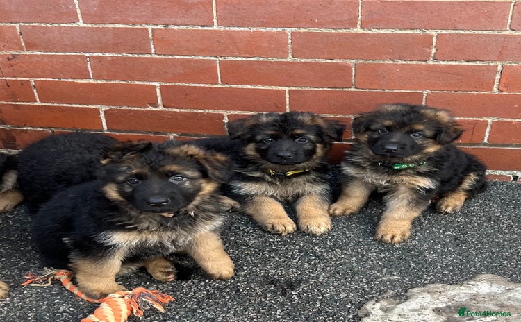 German Shepherd dogs - Advert 4