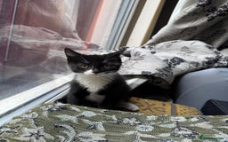 Maine Coon cats for sale: Maine coon x British shorthair  - Image 5