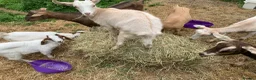 Goats livestock for sale: Goats - Nanny Kid and Whether - Advert 4