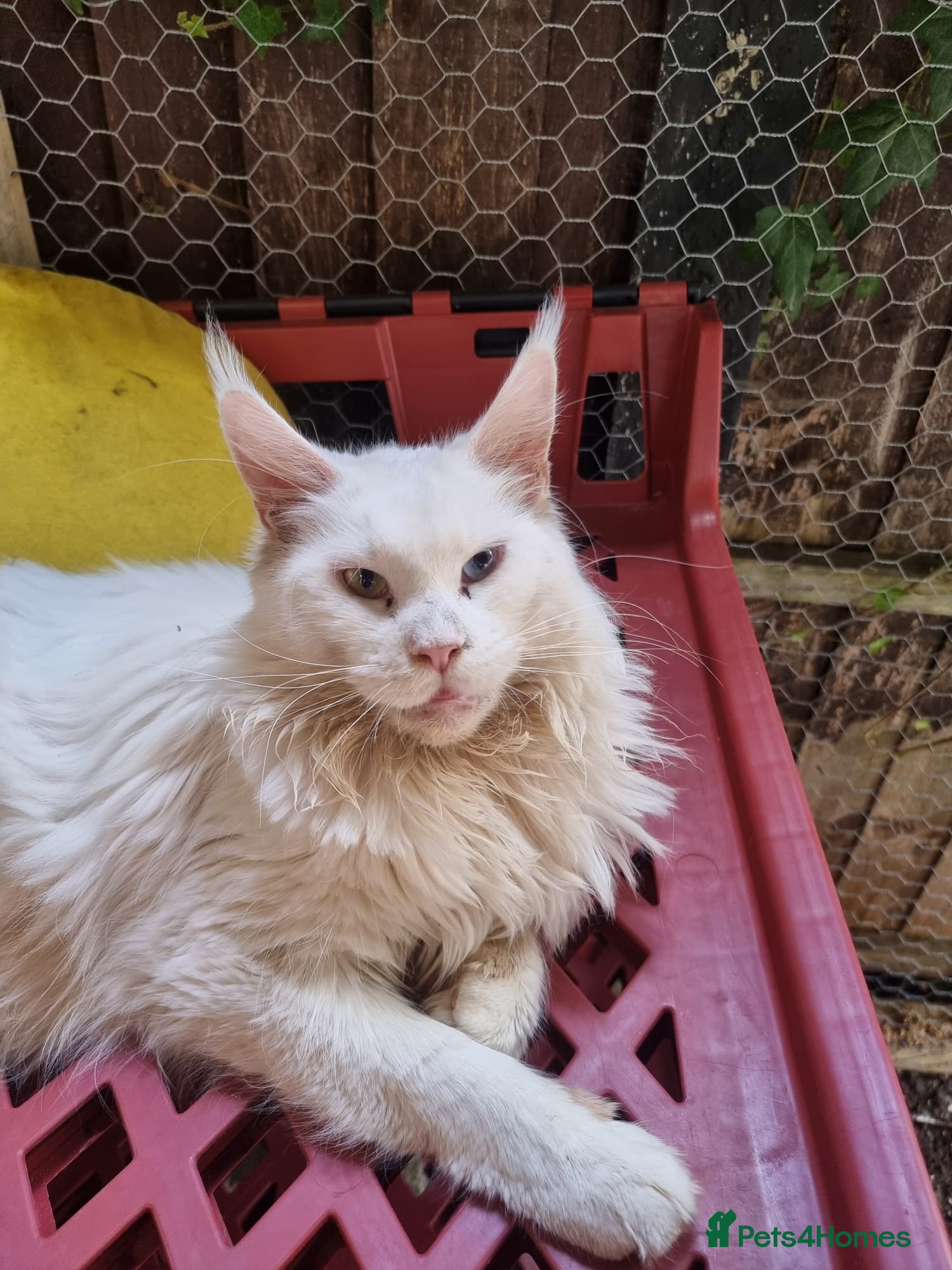 Maine Coon cats Tica registered kitten - Advert 2