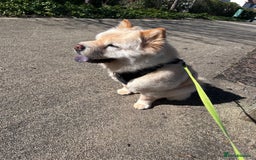 Chow Chow dogs for sale: Chow chow girl seeking a new home  - Image 2