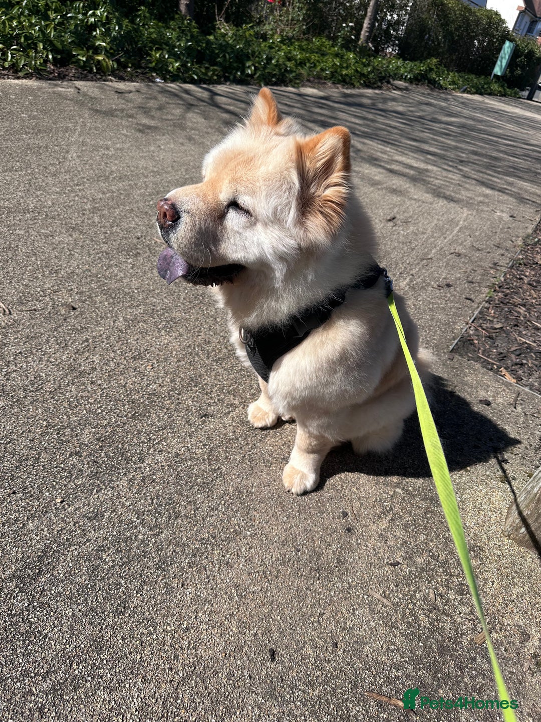 Chow Chow dogs for sale: Chow chow girl seeking a new home  - Image 2