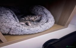 Mixed Breed cats for sale: Two boys (best friends)  - Image 10