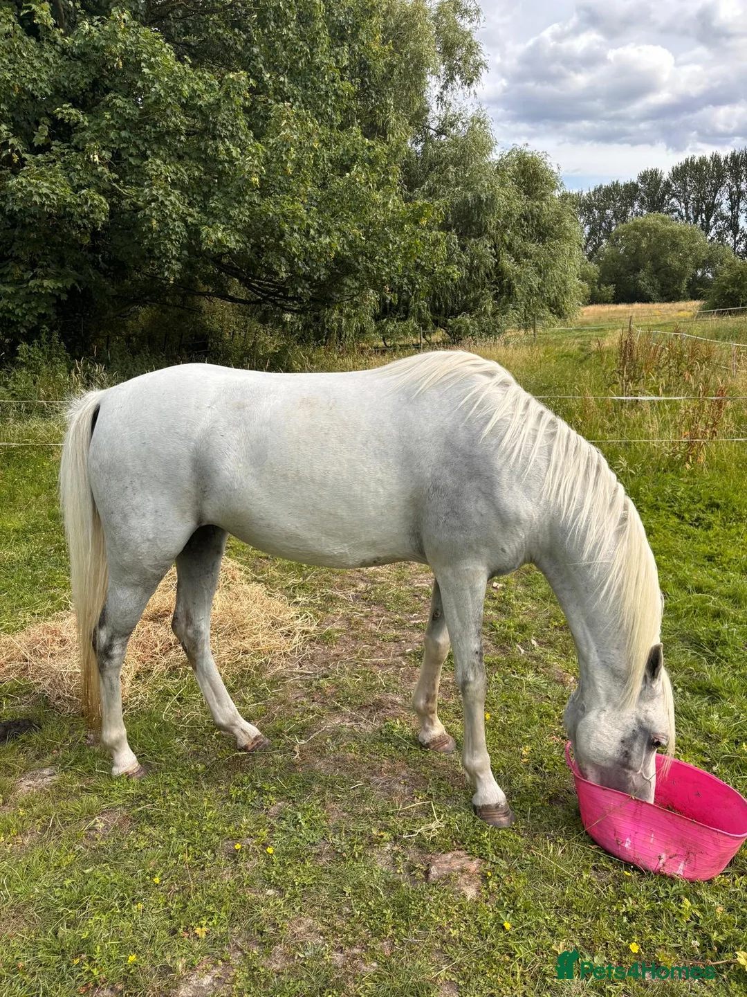 Welsh Section B horses for sale: 12.2 rising 6yo welsh sec b  - Advert 2