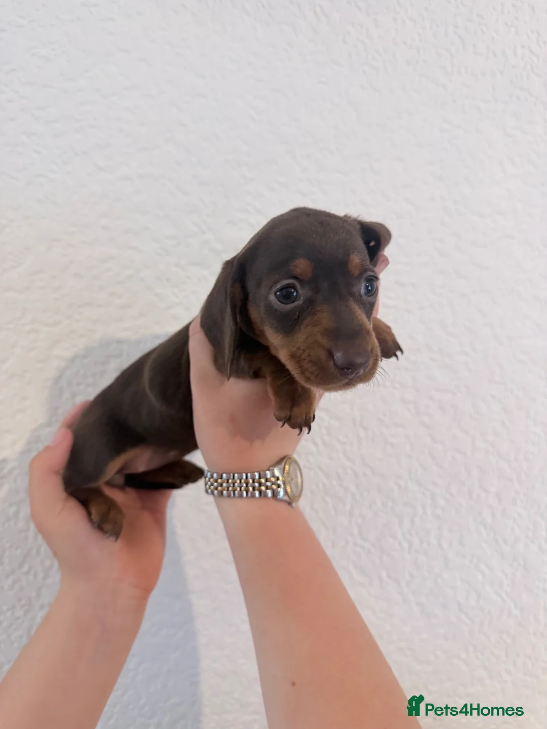 Miniature Dachshund dogs for sale: Beautiful dachshunds !   - Advert 19