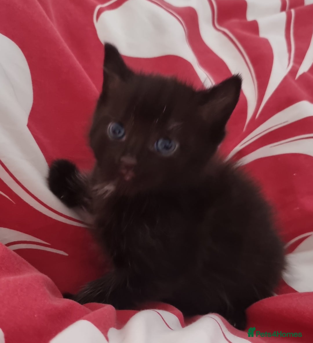 British Shorthair cats for sale: Sale kittens  - Image 9