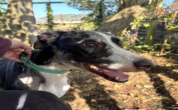 Lurcher dogs - Advert 11