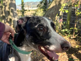 Lurcher dogs - Advert 17
