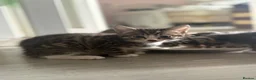 Siberian cats for sale: Beautiful Siberian x kittens  - Advert 18