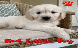 Golden Retriever dogs for sale: Golden Retriever Pups From Health-Tested Parents - Image 7